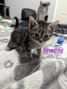 sneezy1