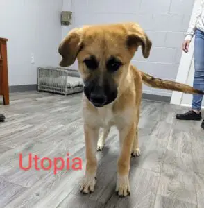 utopia101323